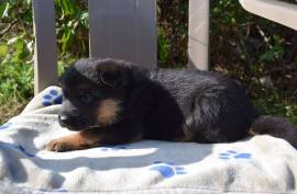 chiots Berger Allemand , Drummondville