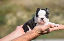 Chiot Boston Terrier , Saint-Étienne