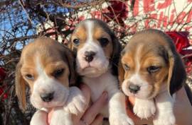 Chiot Beagle, Gatineau