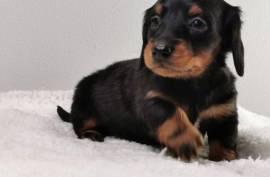 Vend chiot Teckel poil long, Vancouver