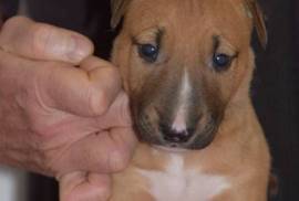 Chiot Bull Terrier, Saint Catharines