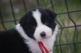 Border Collie Pure Race, st Laurent 