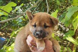 Chiot Shiba Inu, Brampton