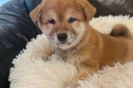Chiot Shiba Inu, Brampton