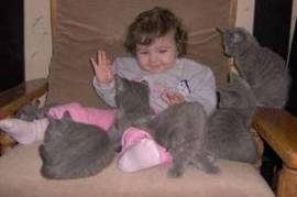  chatons typ chartreux élever en famille à donner , Longueuil