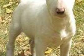  Bull terrier cherche 1 nouvelle famille d'accueil, Montréal