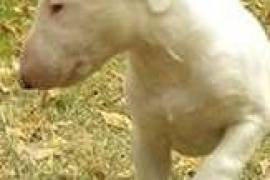  Bull terrier cherche 1 nouvelle famille d'accueil, Montréal
