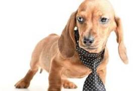 cherche 1 très bonne famille pour mon chiot teckel, Boisbriand