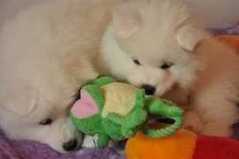 Très beau chiot samoyede à donner, Sherbrooke