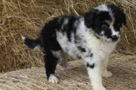 Donne chiots bergers australien propre urgemment, Brossard