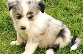 Chiot Border Collie Femelle Pure, Montréal