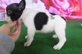 Très Belle Chiot Bouledogue Français Femelle, Montréal