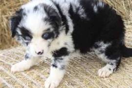  Donne chiots bergers australien propre urgemment , Brossard