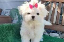 Adorable chiot bichon maltais femelle à donner, Blainville