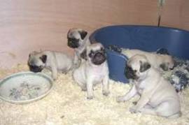 chiots carlin (pug) à donner urgemment, Saint-Eustache