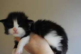 chatons maine coon à donner contre bons soins, Gatineau