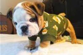 Donne 2 beaux chiots bouledogue anglais, Pointe-Claire