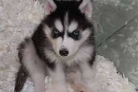 don très joli chiot husky de sibérie, Boisbriand