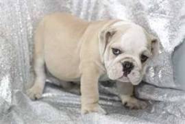 Chiot bouledogue anglais à donner, Sainte-Thérèse