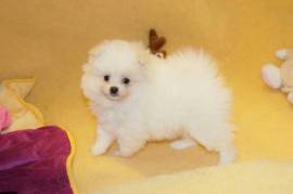 Chiot Spitz poméranien cadeau de Noël , Dubé Lasalle