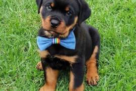 Beaux chiots Rottweiler , Montreal