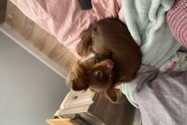 Chihuahua 2 ans , Beauharnois