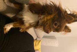Chihuahua 2 ans , Beauharnois