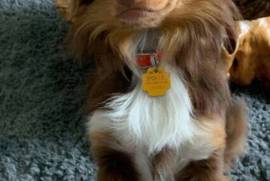 Chihuahua 2 ans , Beauharnois