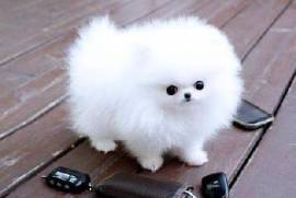  donne le plus petit chiot du monde contre bons so, L'Assomption