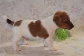  A donner : Chiot type Jack Russel mâle , Saint-Georges