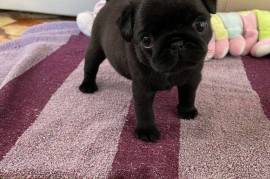Chiot Superbe Carlin Femelle, Montréal