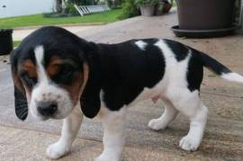 Adorable petit chien beagle, Montréal
