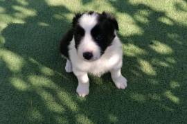 Chiot type Border Collie Femelle, Montréal