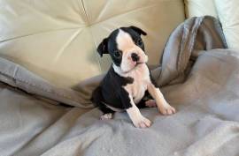 Adorable Chiot Boston Terrier Femelle, Montréal