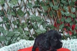 Adorable Chiot American Cocker Spaniel, Montréal