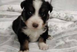 Magnifiques Chiot Berger Américain Miniature, Montréal