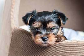 Chiots Yorkie disponibles, Laval