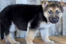  Chiot berger allemand à donner , Saguenay