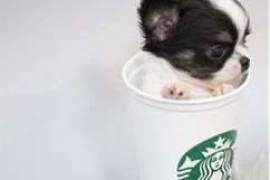  Chiot type chihuahua teacup noir et blanc à donne, Montréal