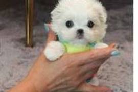 Chiot type bichon maltais femelle teacup à donner, Laval