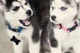  Donne ses magnifiques chiots husky contre soins , Sherbrooke