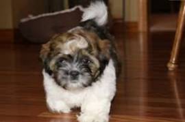  Très beau chiot shih tzu à donner contre soins , Terrebonne