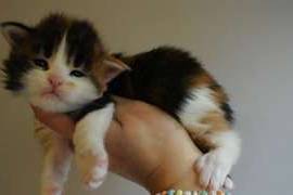  chatons maine coon à donner contre bons soins , Rouyn-Noranda