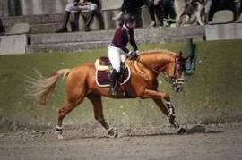  Cheval de sport allemand 11 ans à donner, Varennes