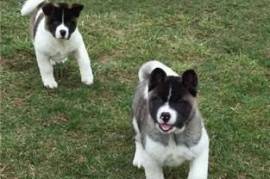  Donne ses magnifiques chiots akita inu , Québec