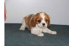  Donne chiot cavalier king charles , Longueuil