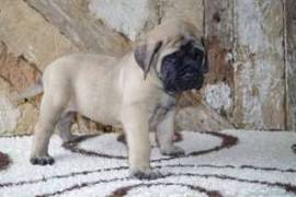  Adoption de mes chiots mastiff, 1 chiot restant , Saguenay