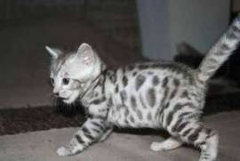  A donner chaton tigré bengal urgemment , Montréal
