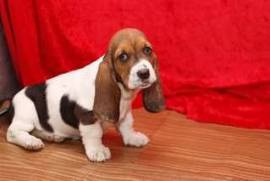  Chiot type basset hound à donner contre bons soin, Repentigny