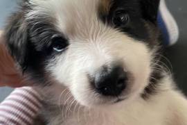 BORDER COLLIE pure race 2 males, saint hyacinthe